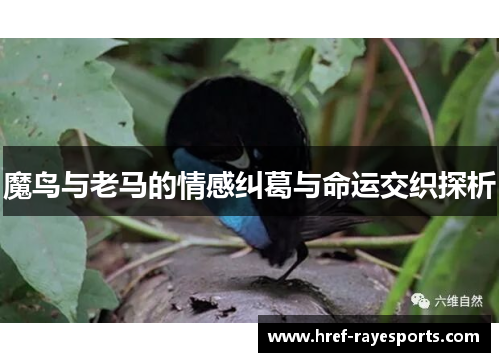 魔鸟与老马的情感纠葛与命运交织探析 魔鸟与老马的情感纠葛与命运交织探析